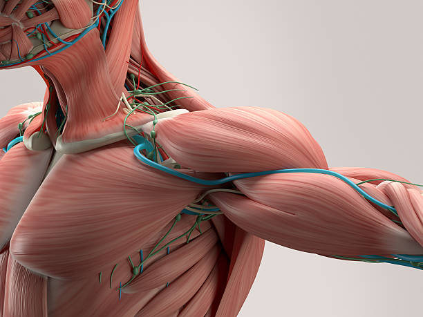 Why your Muscles matter for Metabolic Health
